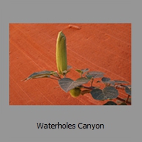 Waterholes Canyon